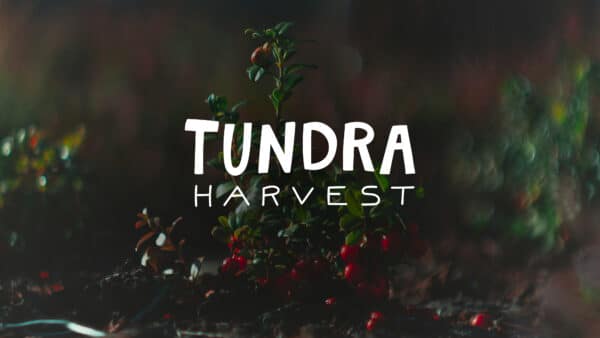 Tundra Harvest logo og visuell identitet vist på bakgrunn av lyng og tyttebær